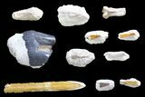 Miocene, Bone Valley Fossil Lot - Florida #137353-2